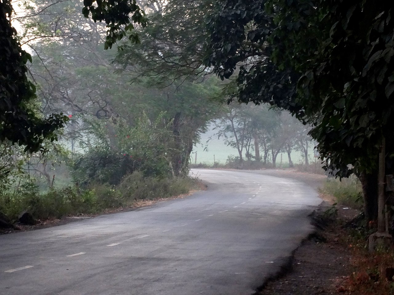 Aarey colony forest